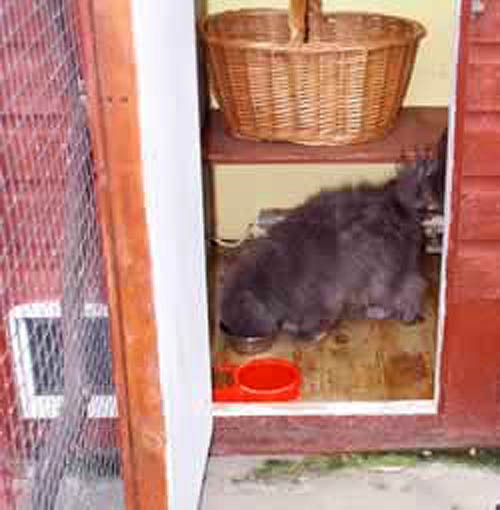 Cat Chalet Day Care and Holiday Boarding