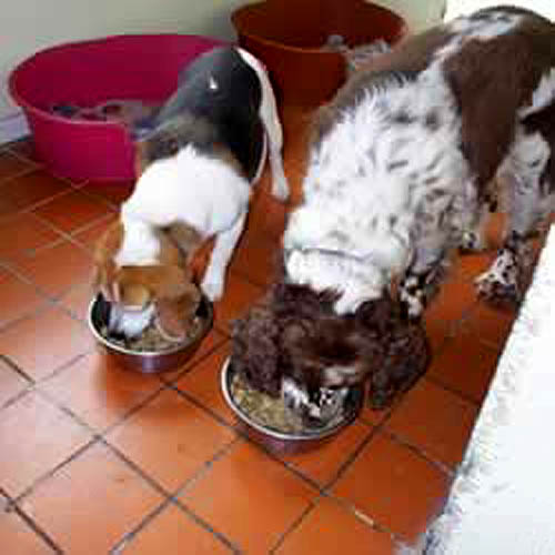 Clifftop Boarding Kennels and Cattery Lincoln Feeding Time