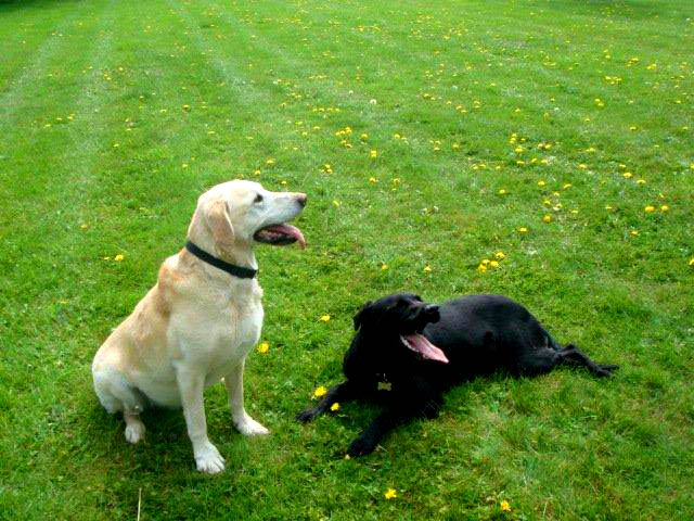Dogs Playing at Clifftop Kennels, Lincoln Dogs Playing at Clifftop Kennels, Lincoln