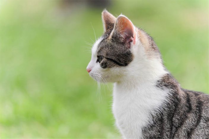 Our Feline Guests Sunbathe or Intently track the Antics of the Wildlife